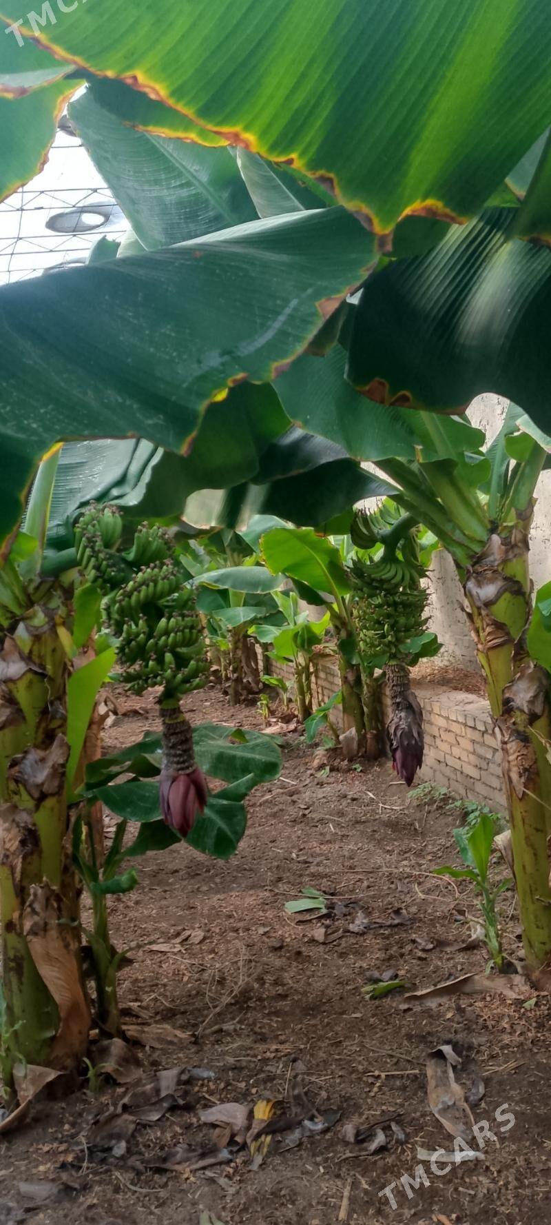 banan - Halaç - img 4