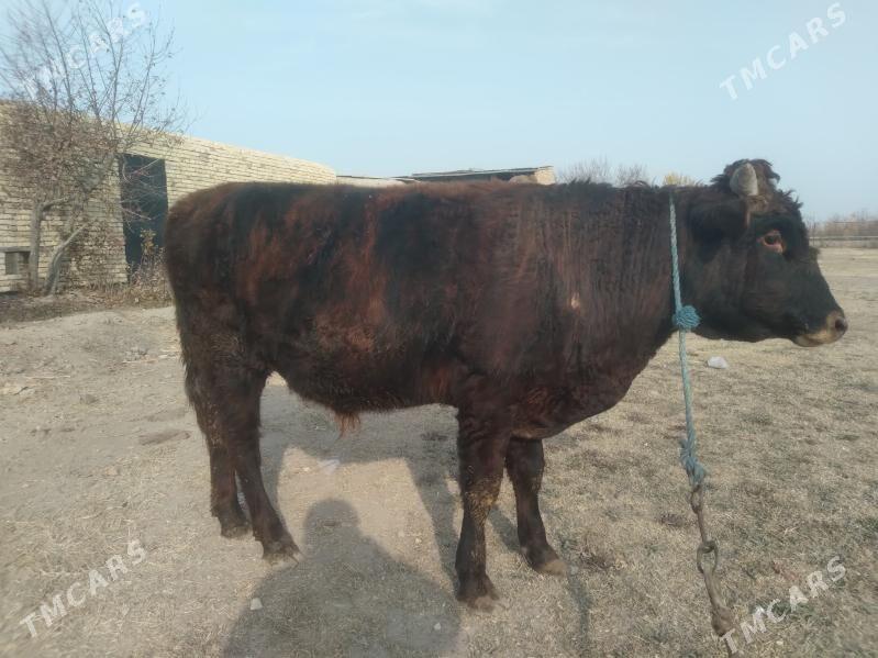 baklyk öküz - Çärjew - img 1