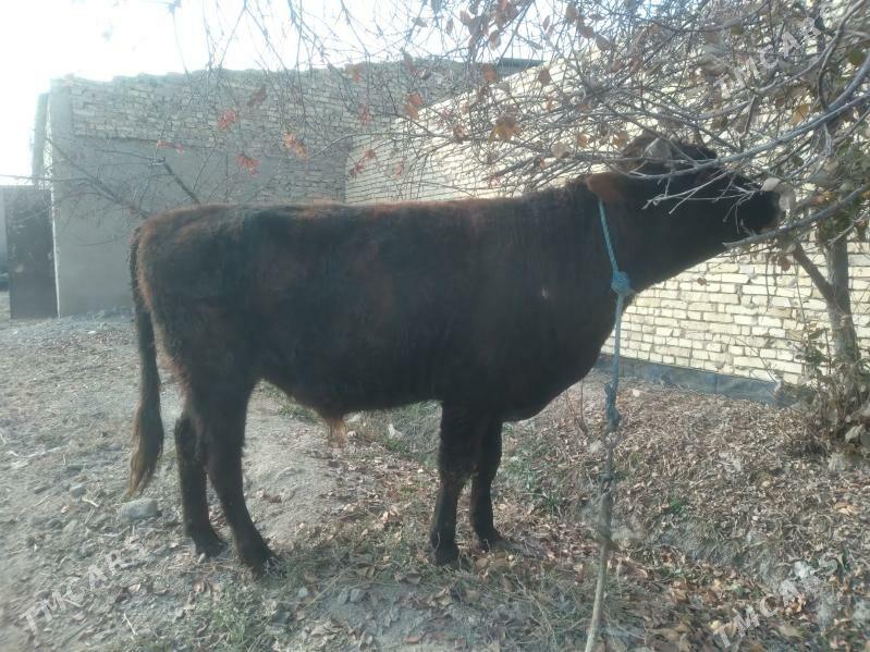 baklyk öküz - Çärjew - img 4