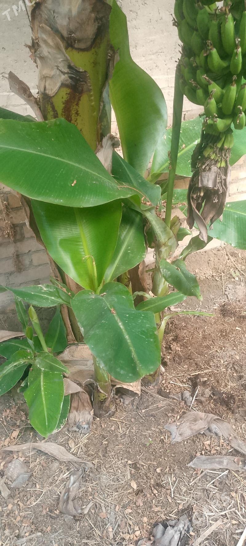 banan - Halaç - img 5