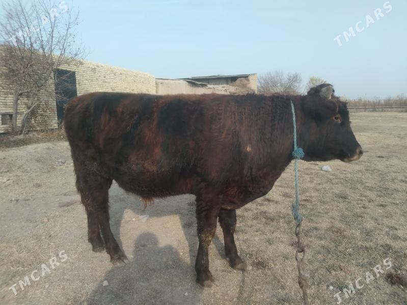 baklyk öküz - Çärjew - img 5