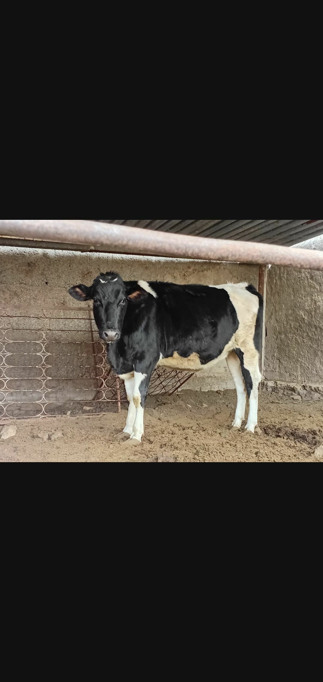 tuwe bogaz - Ашхабад - img 5