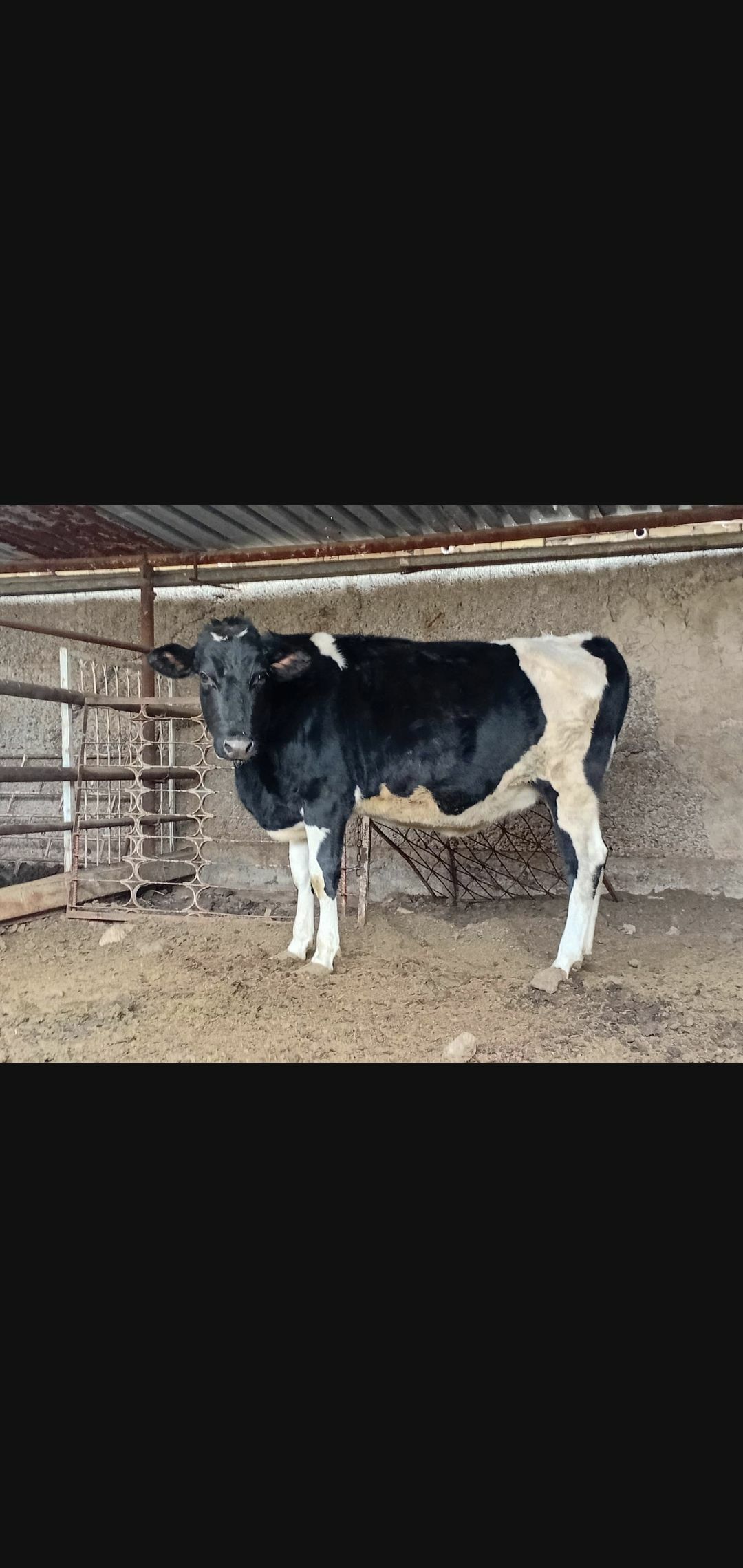 tuwe bogaz - Ашхабад - img 4