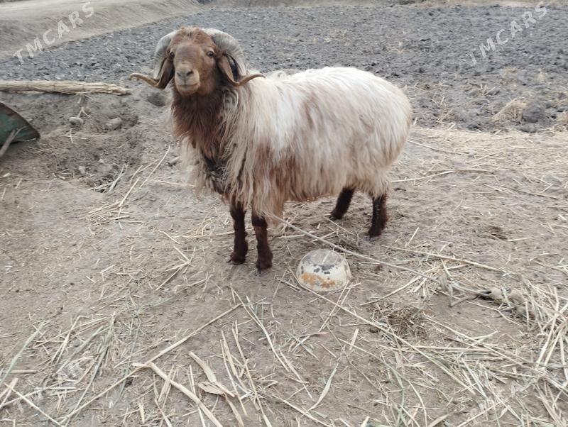 goc - Köneürgenç - img 2