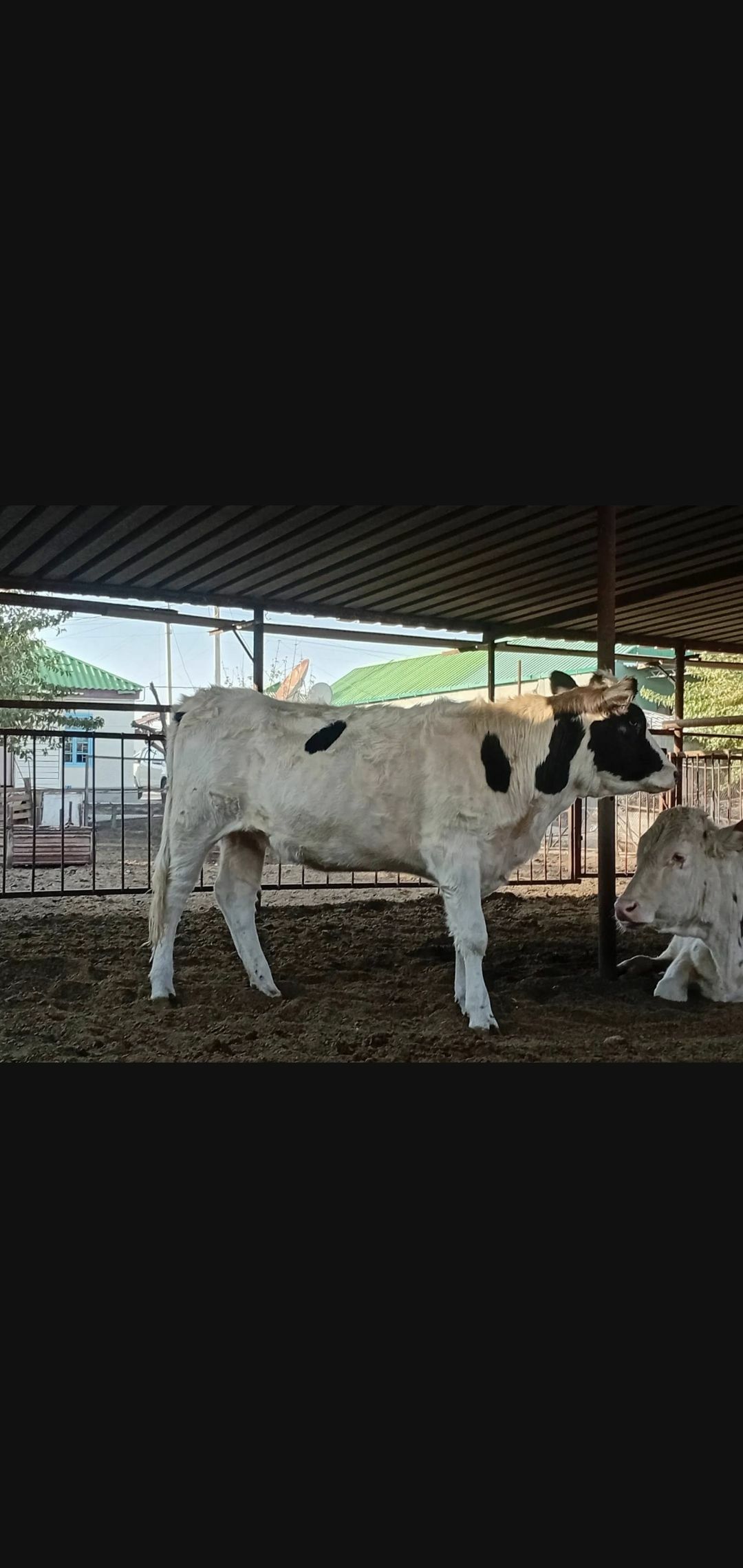 tuwe bogaz - Ашхабад - img 9