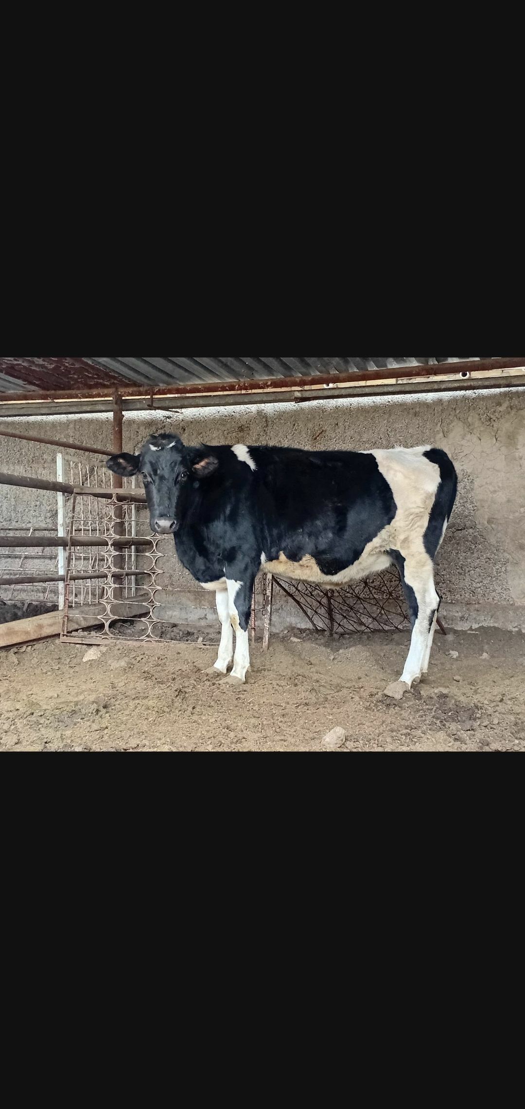 tuwe bogaz - Ашхабад - img 7