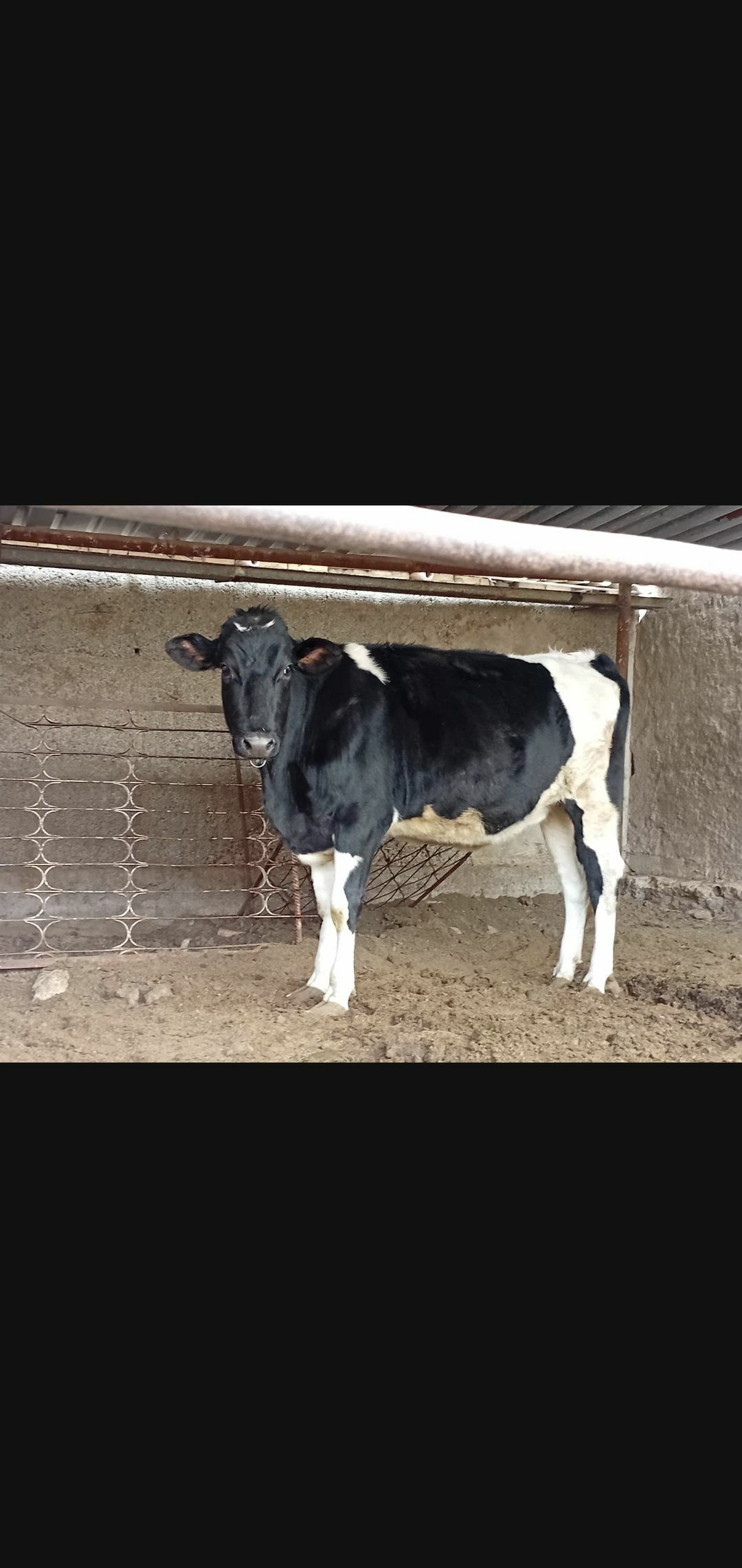 tuwe bogaz - Ашхабад - img 6