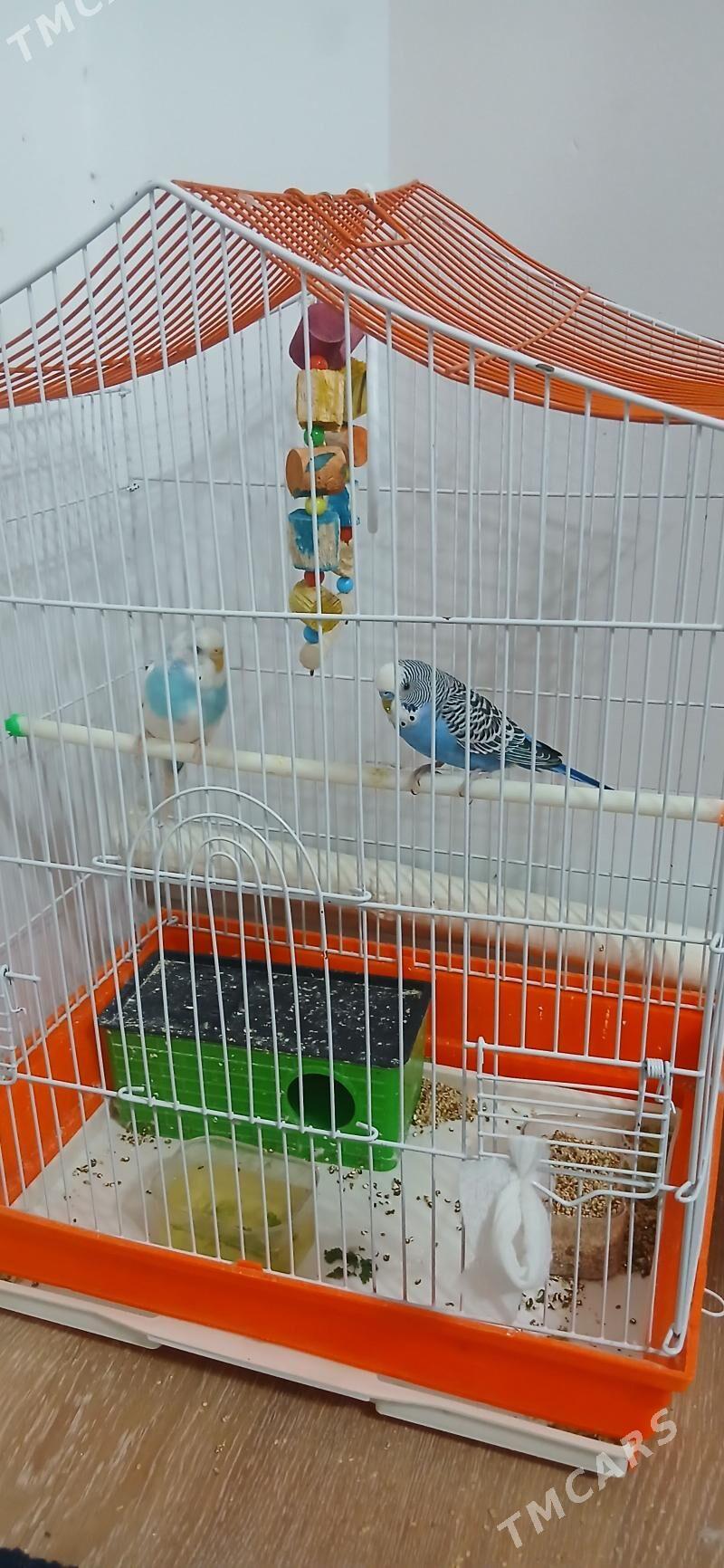 Totygus oglan gyz - Анев - img 1