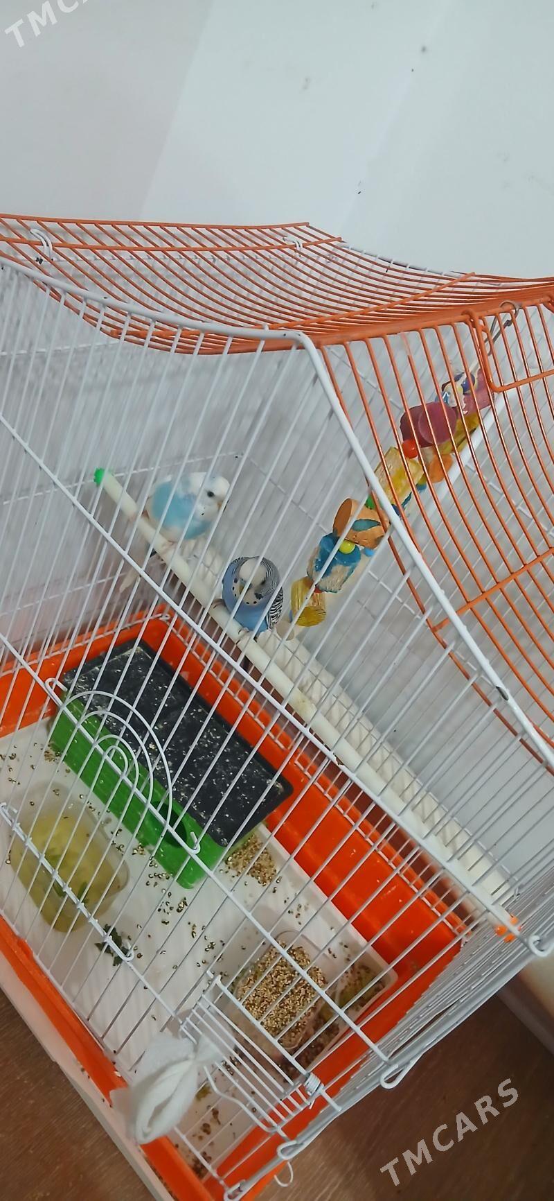 Totygus oglan gyz - Анев - img 2