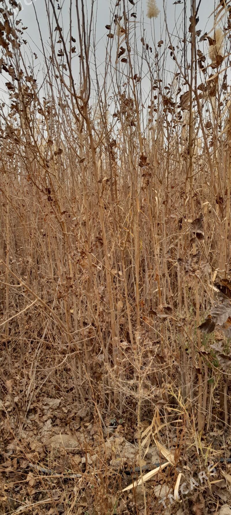 tut - Бахарден - img 2