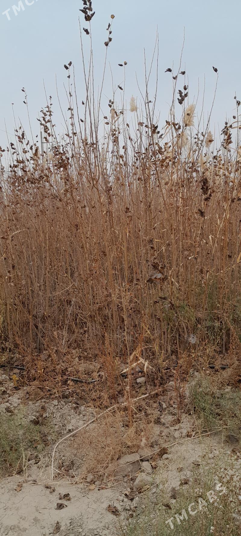 tut - Бахарден - img 1