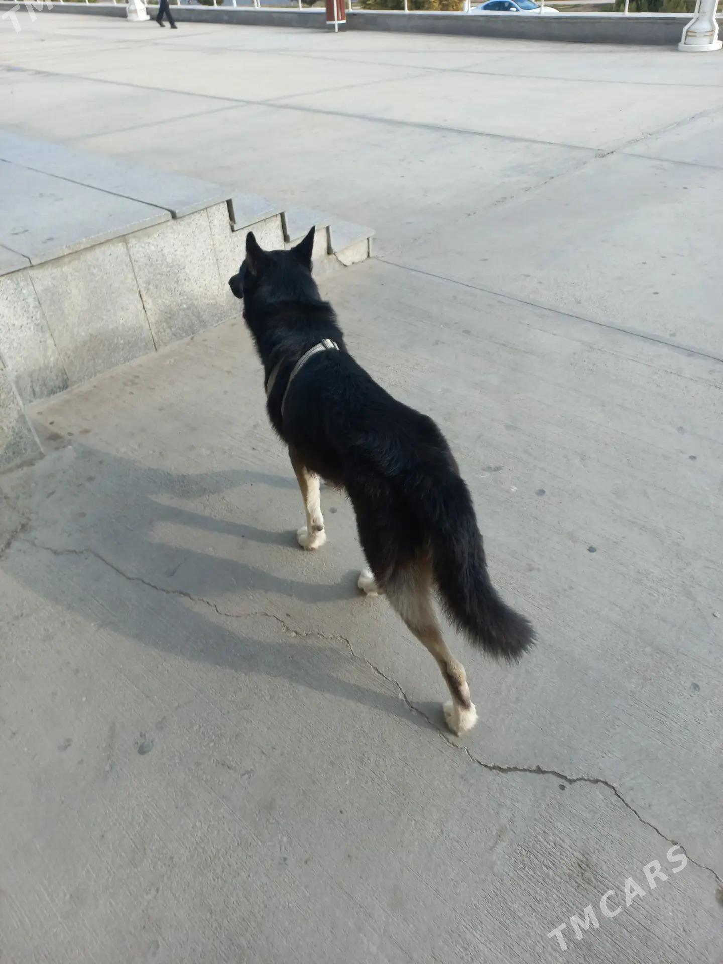 Потеряшка - Мир 7 - img 2