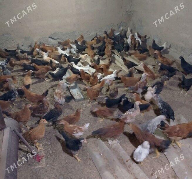 Juyje - Мургап - img 1