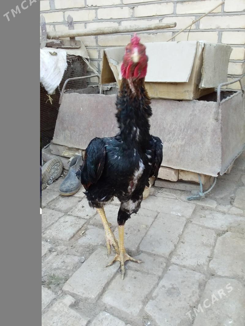 boýes horaz - Керки - img 3