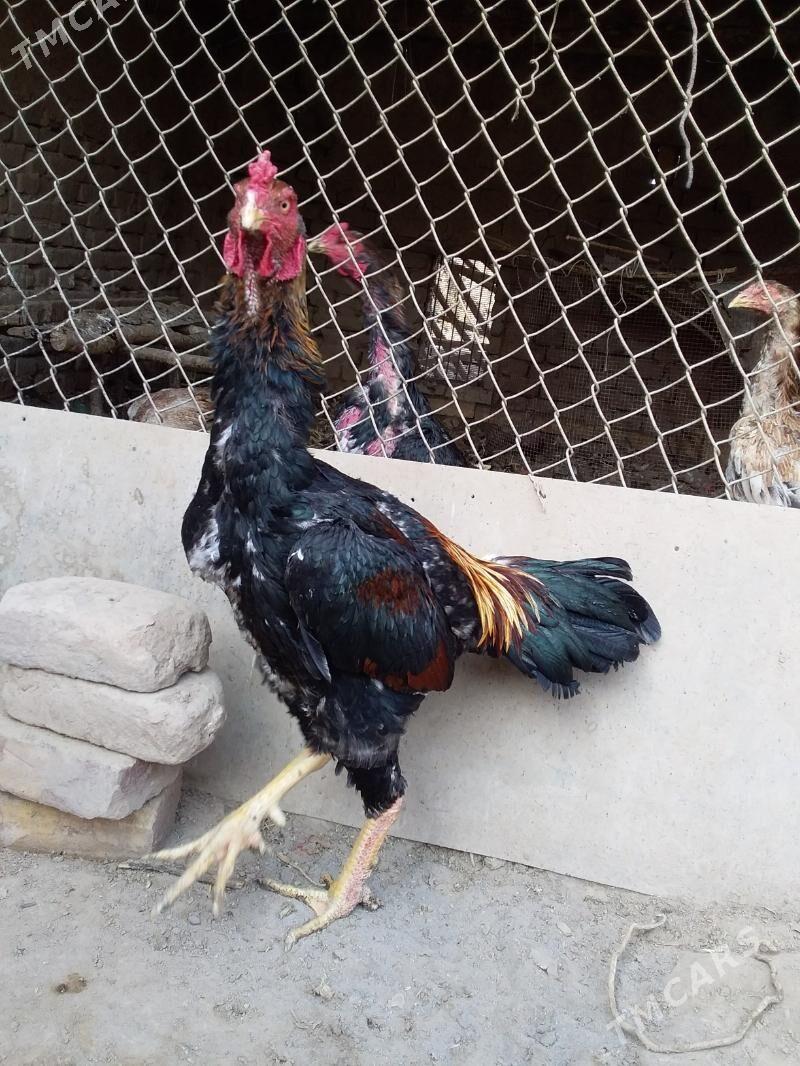 boýes horaz - Керки - img 1