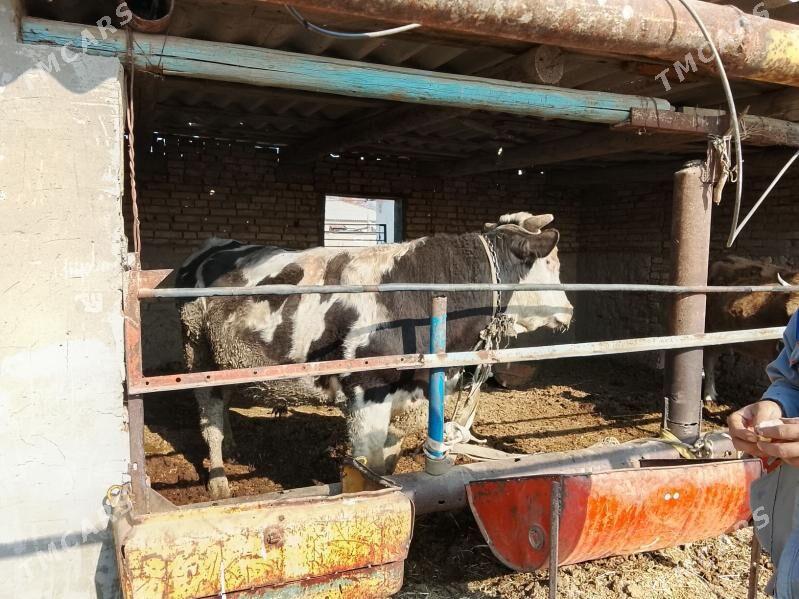 Simental okuz - Мары - img 3