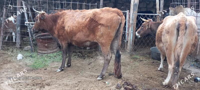 semental  10 ay - Gumdag - img 3