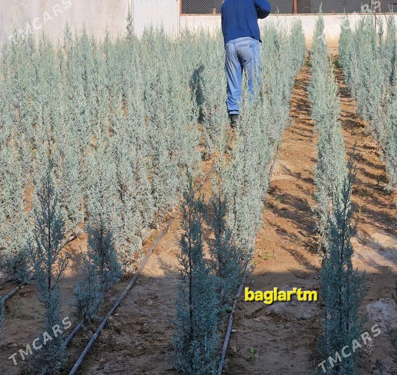 arizon,arizonski,kiparis,yolka - Aşgabat - img 1