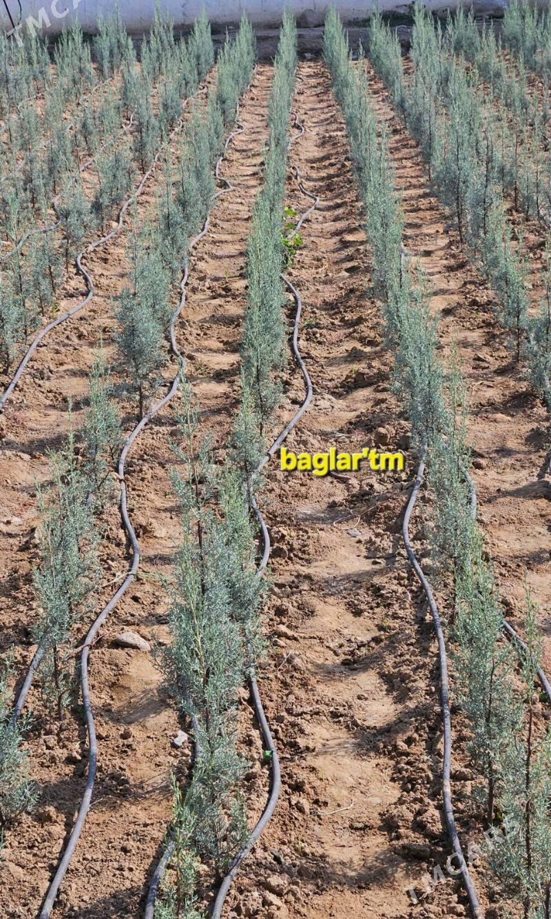 arizon,arizonski,kiparis,yolka - Aşgabat - img 4