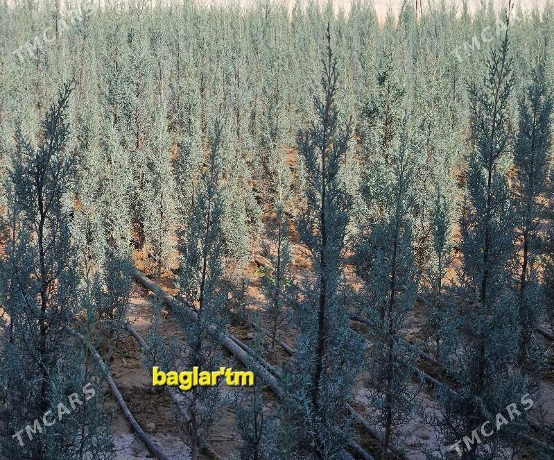 arizon,arizonski,kiparis,yolka - Aşgabat - img 5