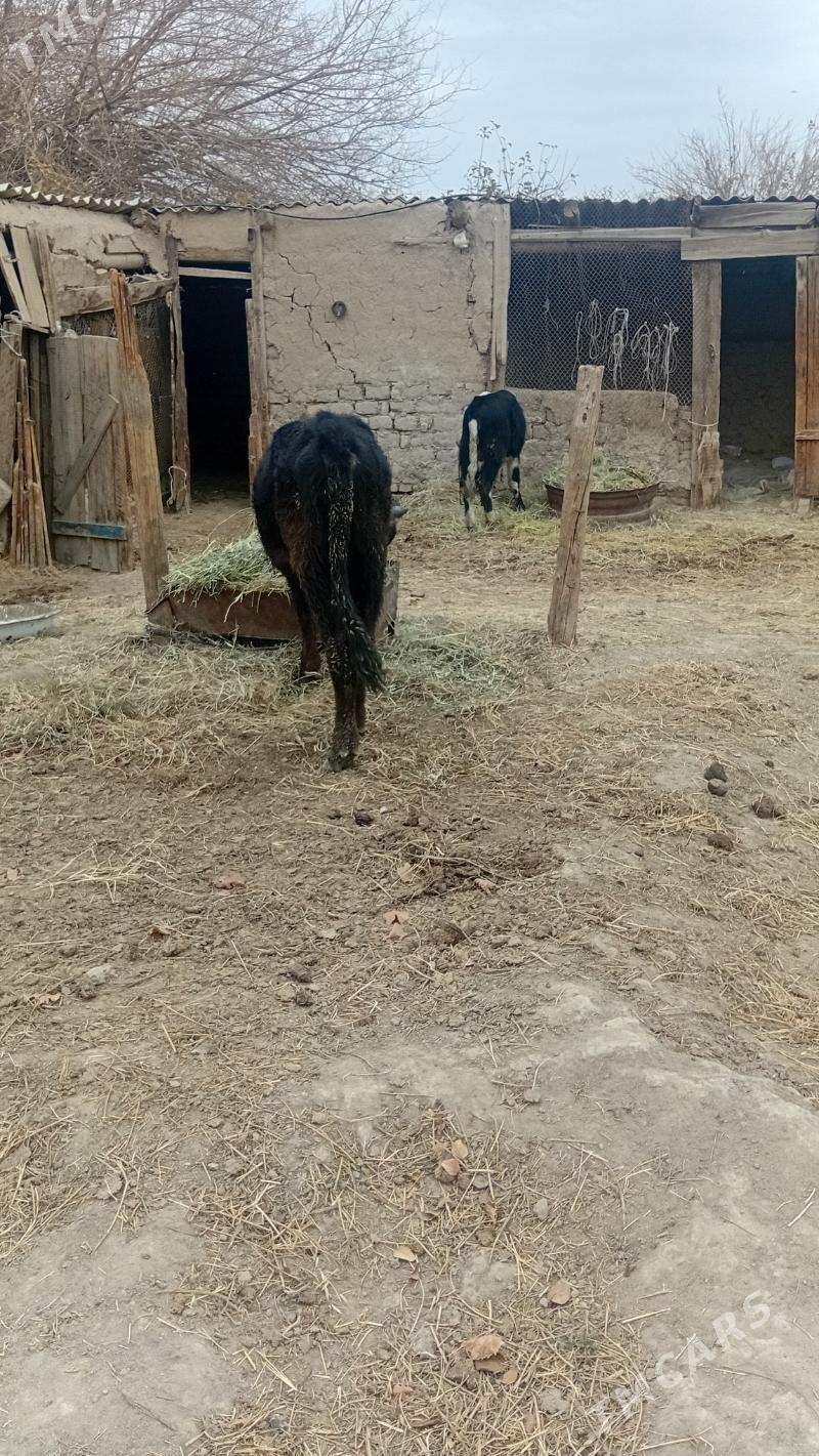 okuz iki sany - Kaka - img 4