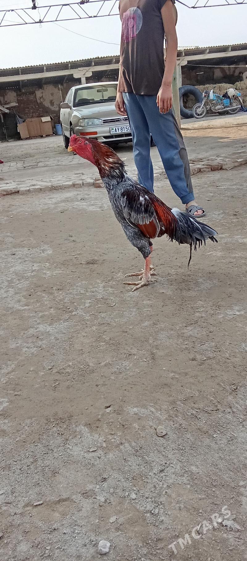 baysy horaz - Саят - img 3