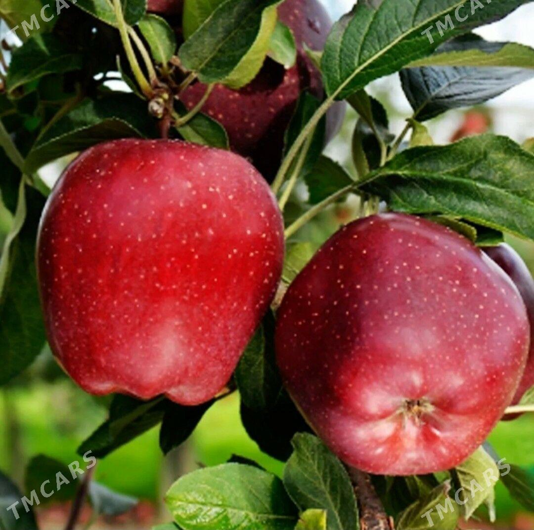 Alma nahaly gyzyl. Turk - Arkadag - img 1