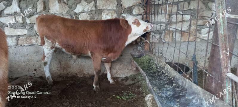 semental  10 ay - Gumdag - img 2