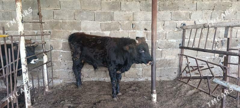 Окузлер - Bagyr - img 4