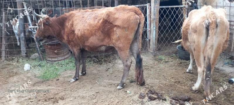 semental  10 ay - Gumdag - img 4