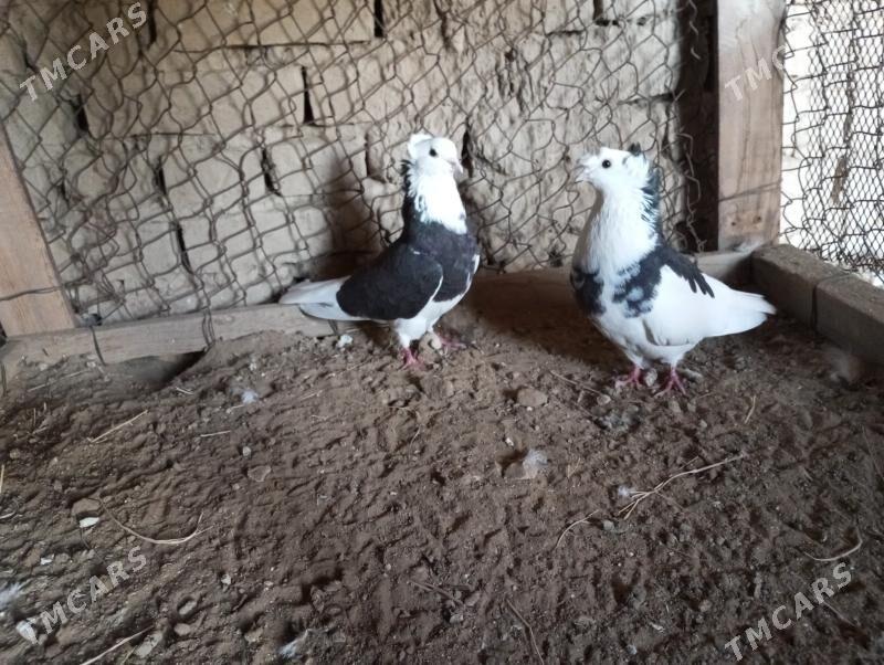 kepderi - Мары - img 9