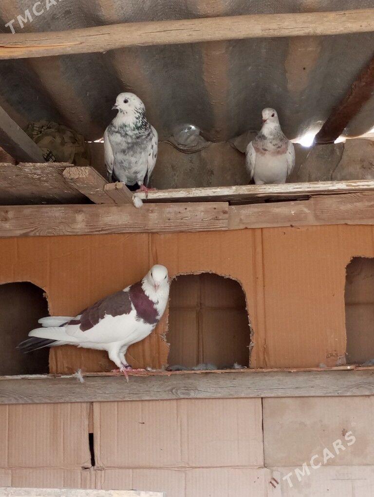 kepderi - Мары - img 2