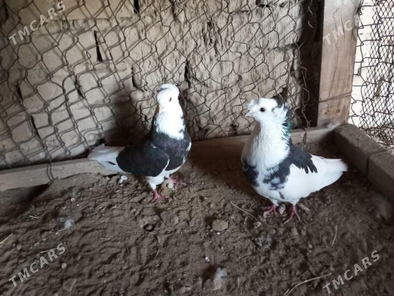 kepderi - Мары - img 1