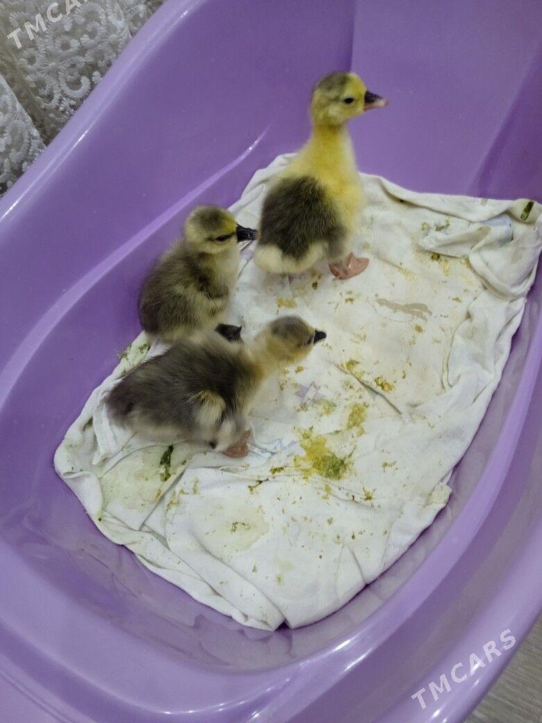 гусята - Туркменабат - img 1