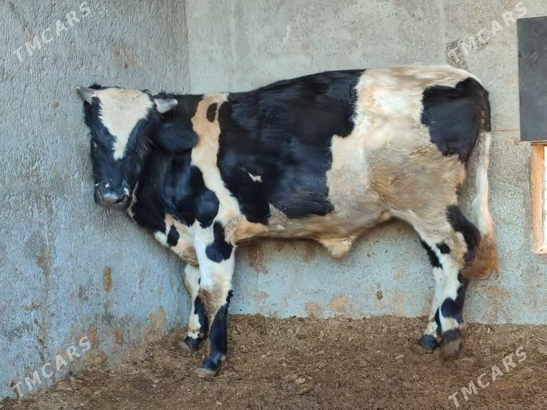 Окуз - Туркменабат - img 6