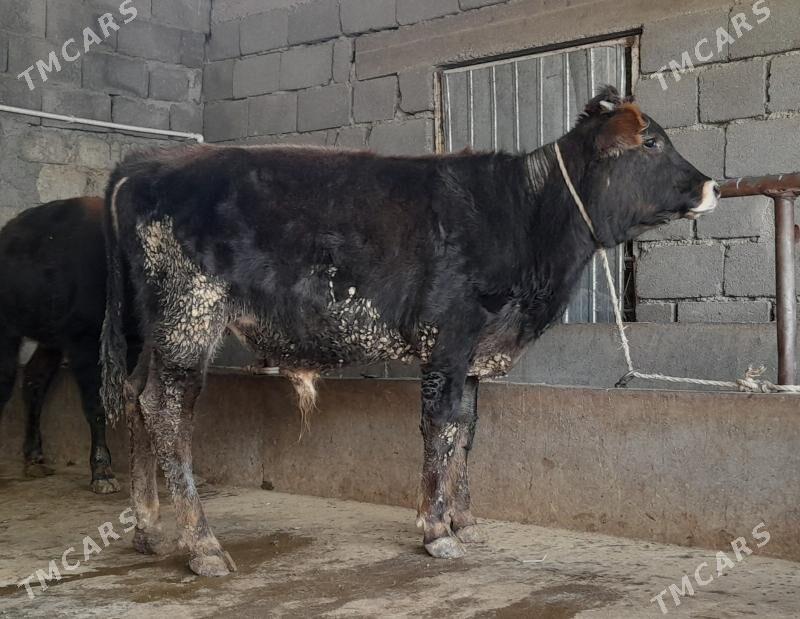 öküz - Büzmeýin - img 3