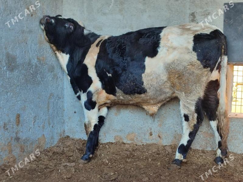 Окуз - Туркменабат - img 2