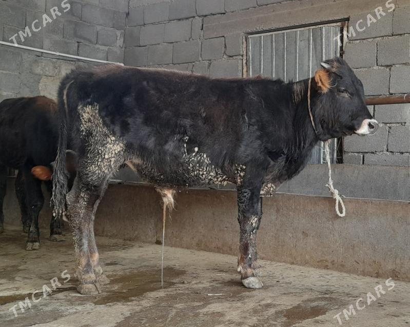 öküz - Büzmeýin - img 9