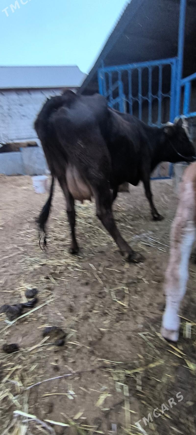 Göleli sygyr - Çoganly - img 4