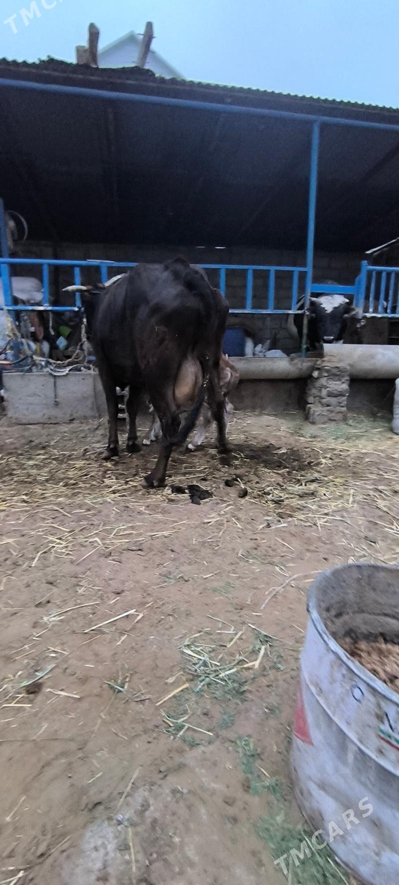 Göleli sygyr - Çoganly - img 5