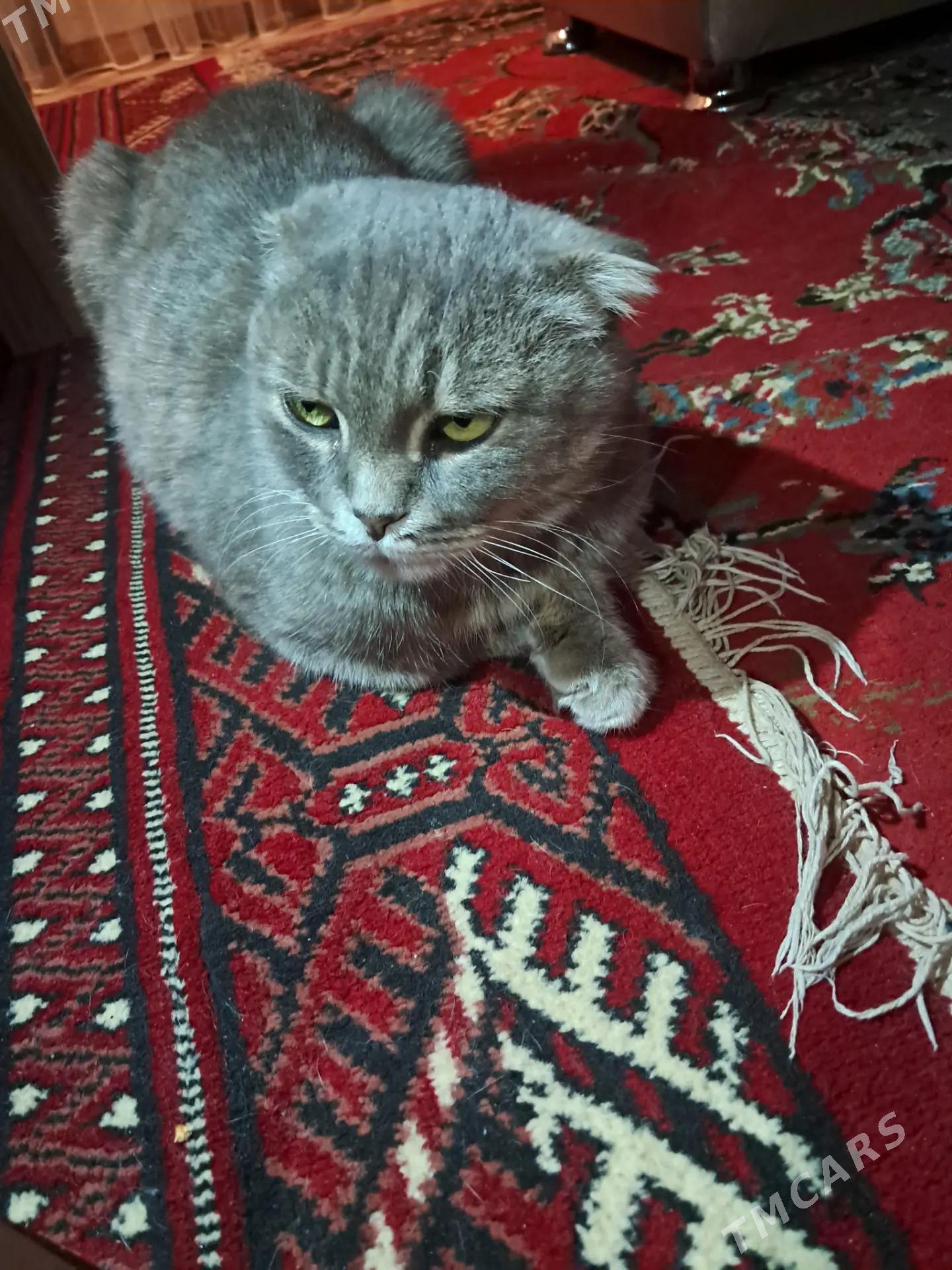 домашние животные - Туркменабат - img 2