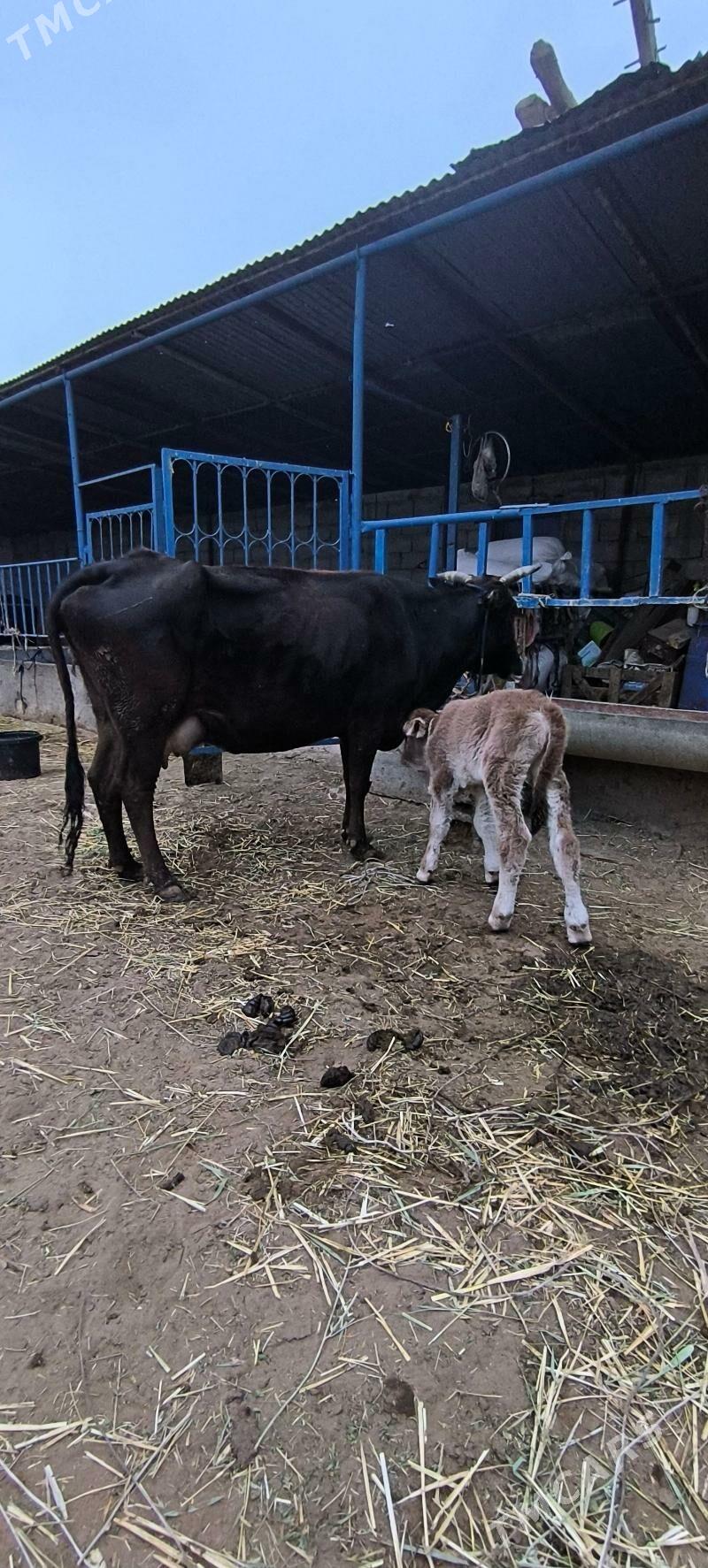 Göleli sygyr - Çoganly - img 6