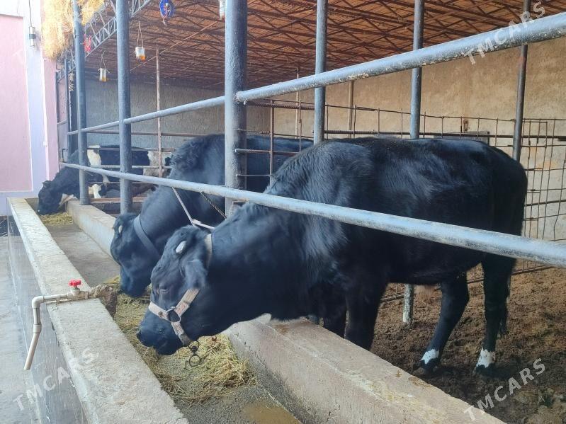 Черный пёстер Окуз - Туркменабат - img 5