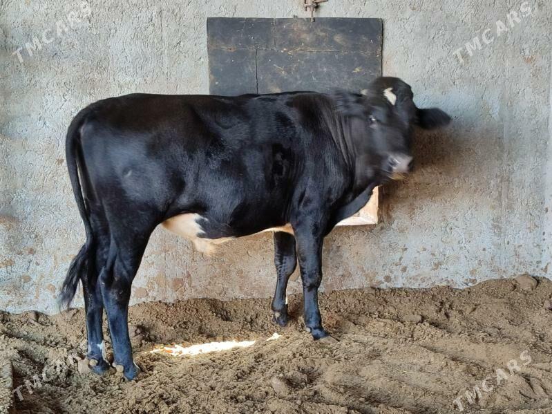 Черный пёстер Окуз - Туркменабат - img 1