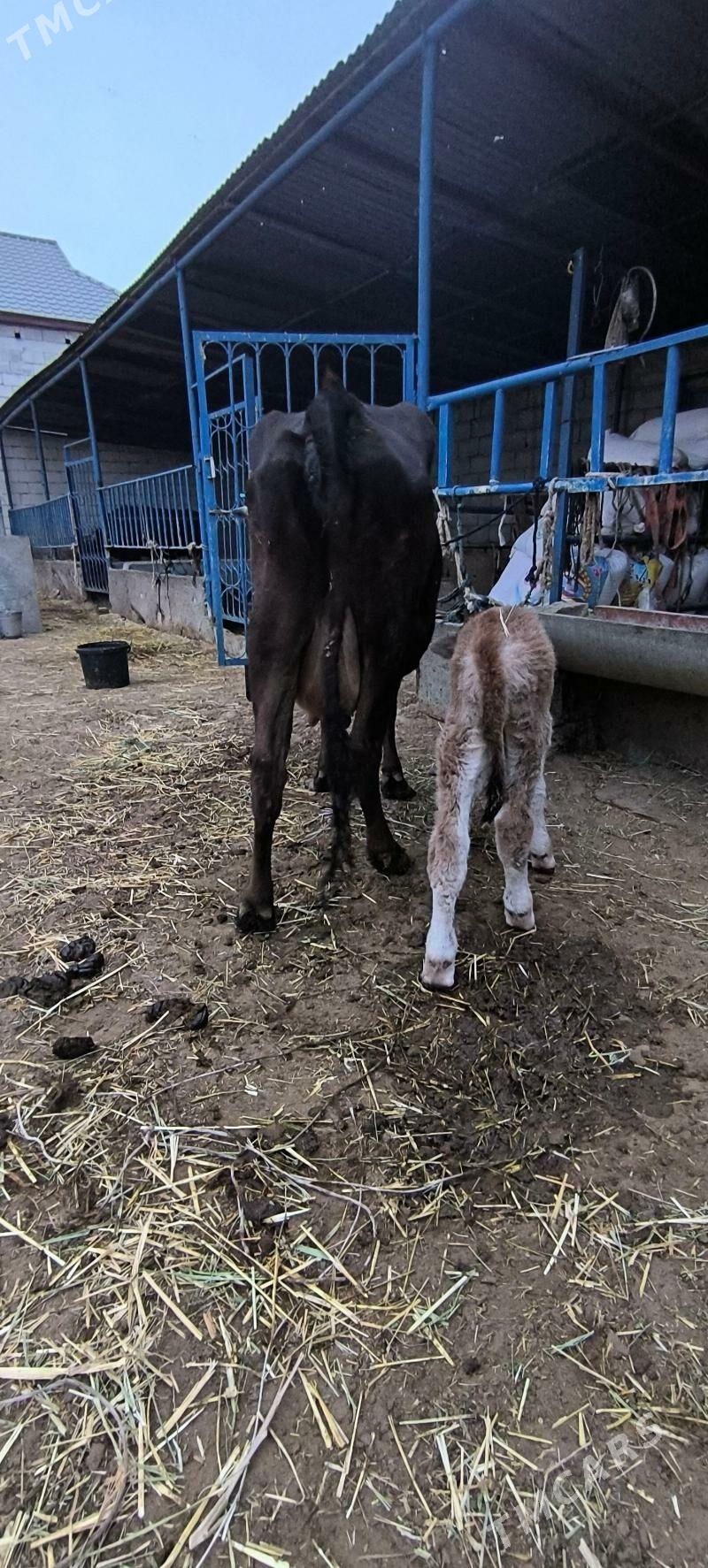 Göleli sygyr - Çoganly - img 2