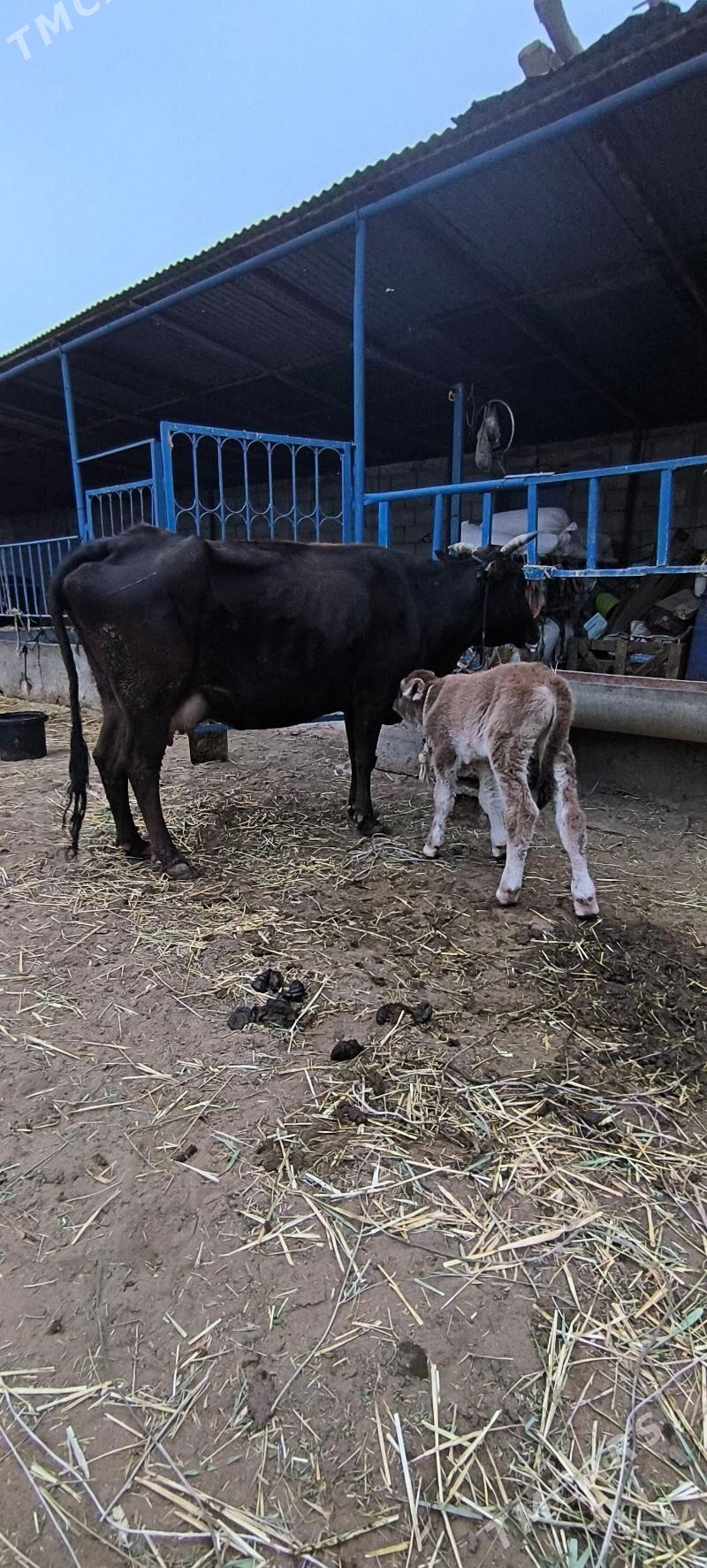 Göleli sygyr - Çoganly - img 7