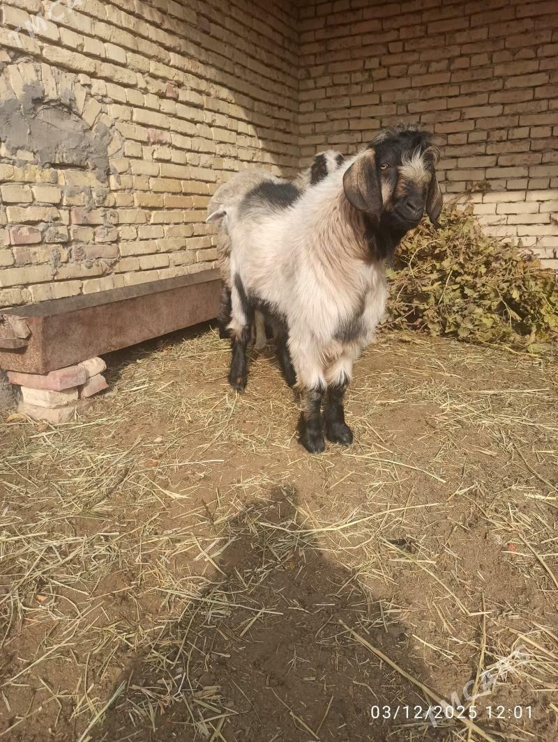 teke - Türkmenabat - img 1