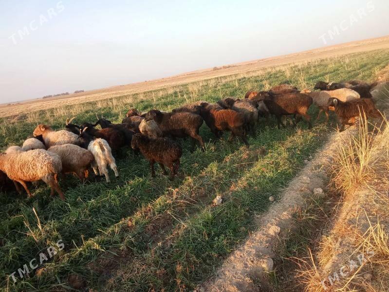 goyun - Ходжамбаз - img 4