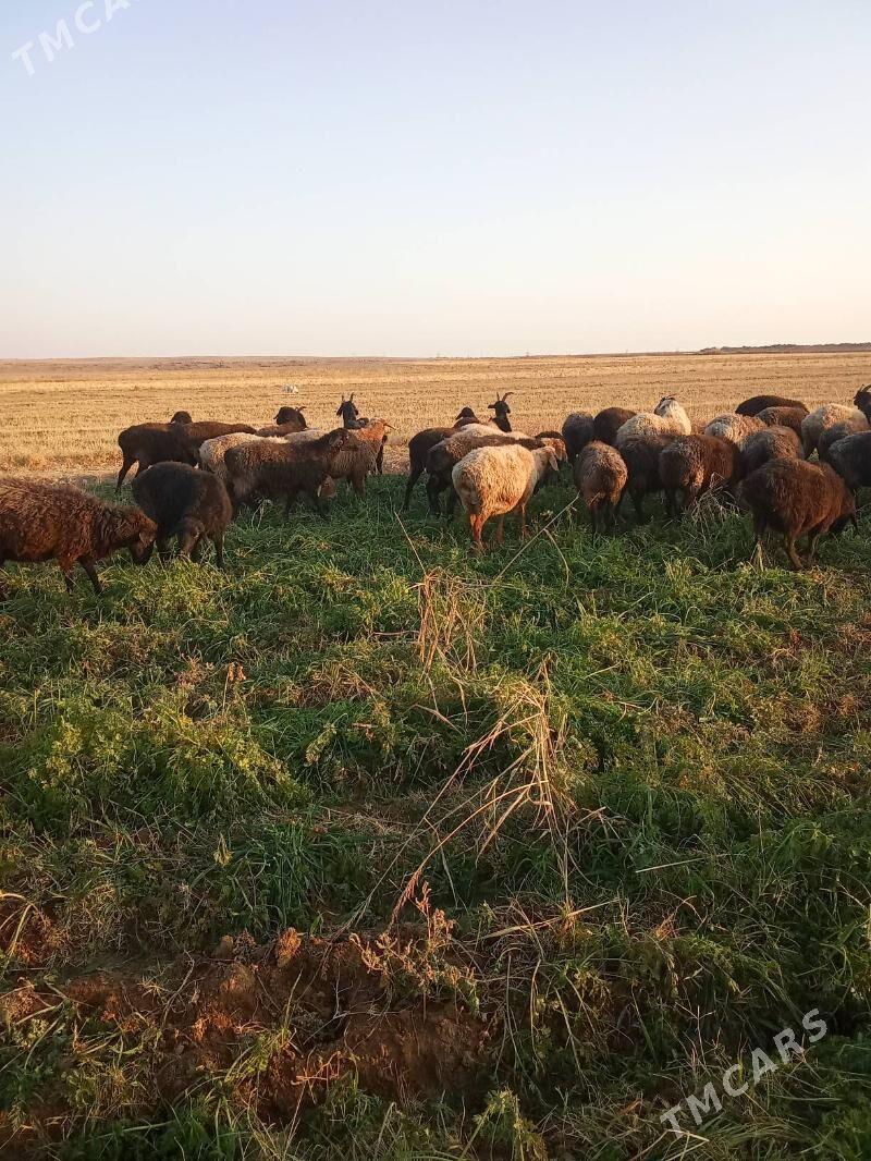 goyun - Ходжамбаз - img 1