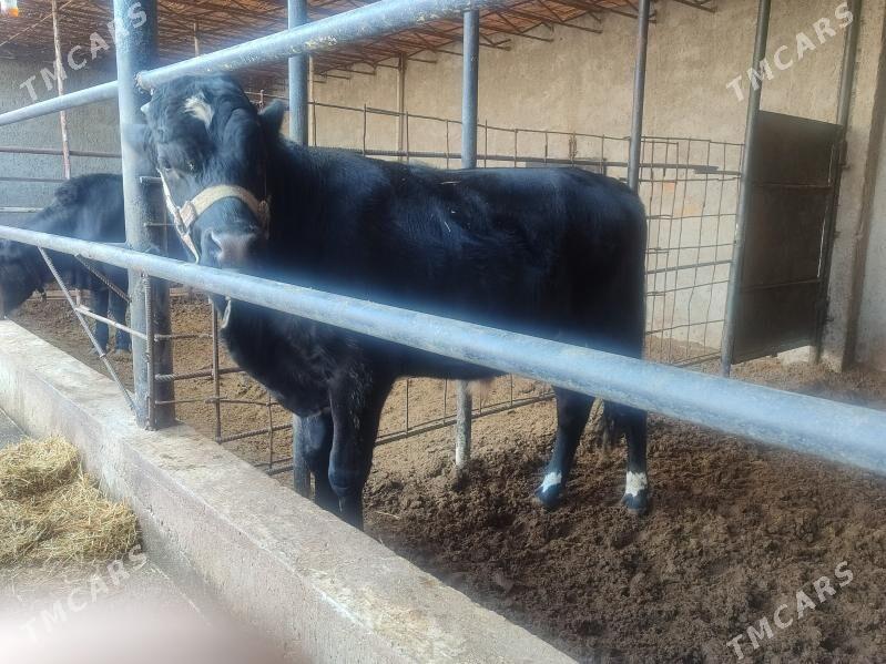 Черный пёстер Окуз - Туркменабат - img 7